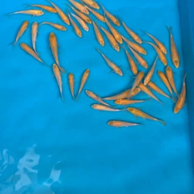 1 ekor KARASHI MARUDO