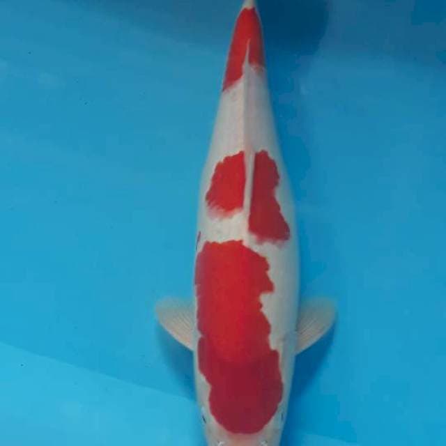 Origin kohaku 41