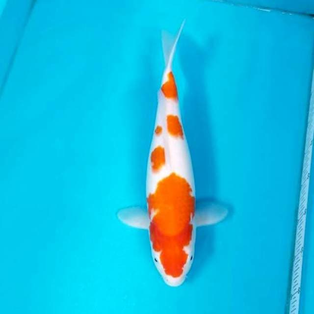 KOHAKU 39 CM FEMALE