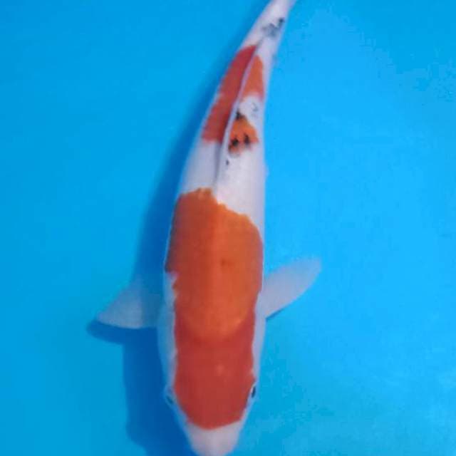 Sanke merah mulus