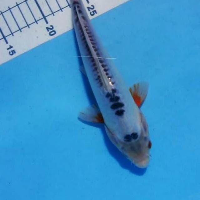 shusui 26