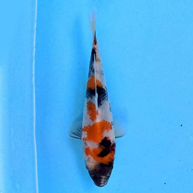 Showa 15 cm