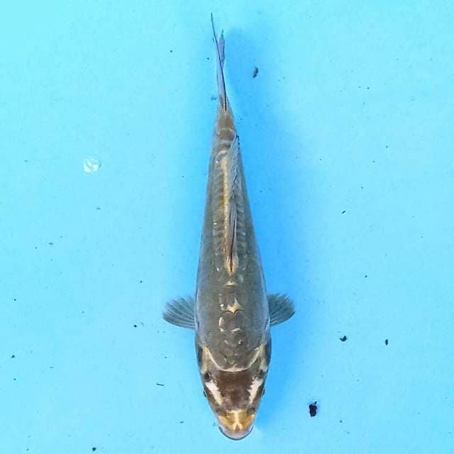 Kawarimono 14 cm