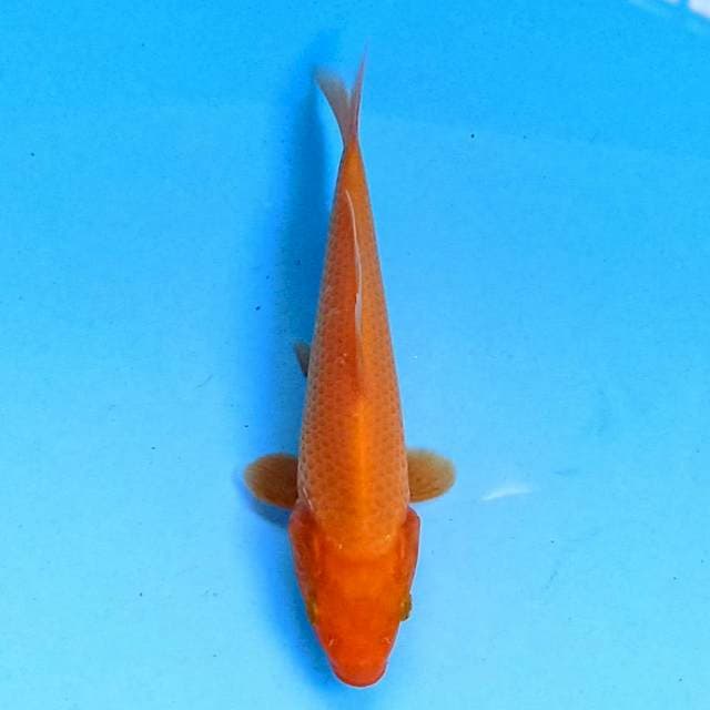 Benigoi 15 cm