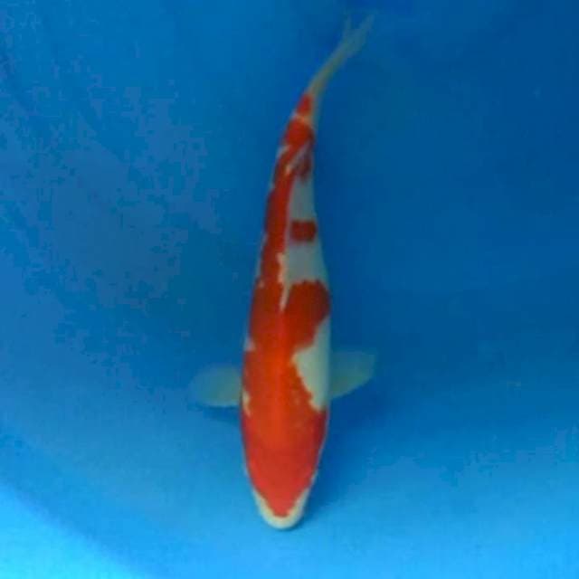 Kohaku Male Orie.