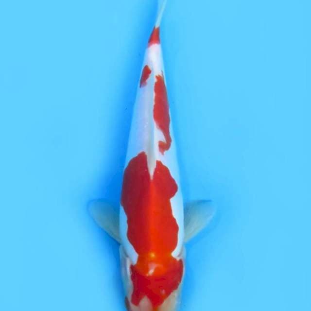 Kohaku doitsu 25 cm fml