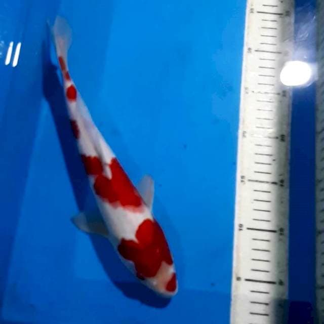KOHAKU 30 CM