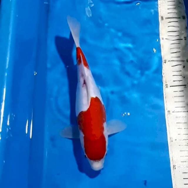 KOHAKU DOIT BULKY 29 CM