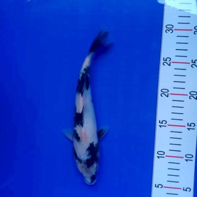 Shiro 25cm