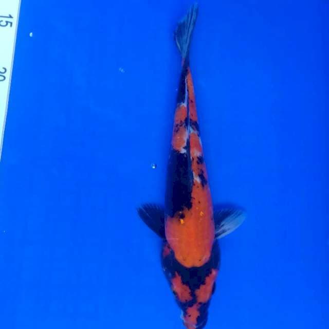 Showa 27cm