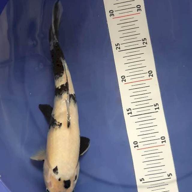 Shiro 30 cm
