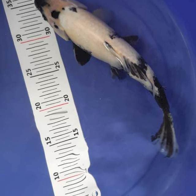 Shiro 30 cm