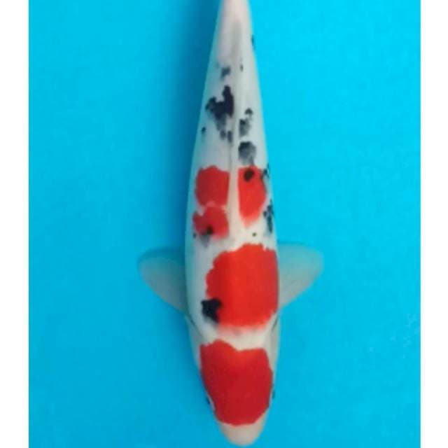 Sanke 32cm