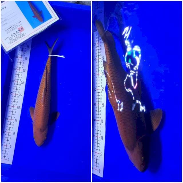 Chagoi import serti Marusei