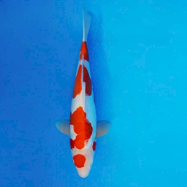 SAKI 7 - Kohaku Doitsu ®