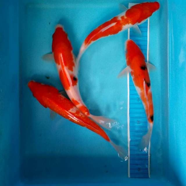 Kohaku sanke