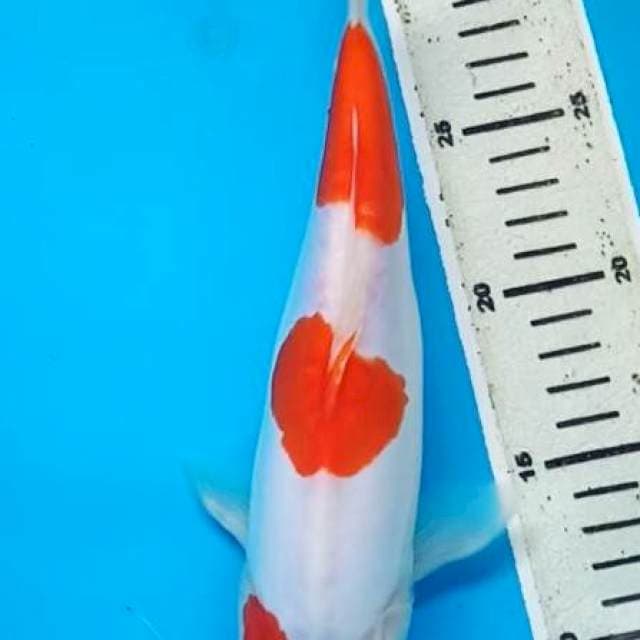 KOHAKU DOITSU STEPS 3, 28 Cm