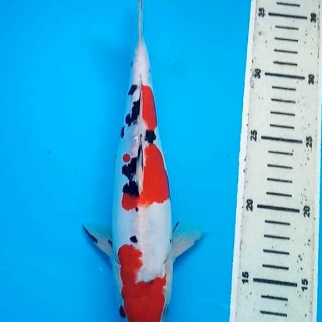 MARUTEN SANKE JANTAN DOITSU 26 Cm