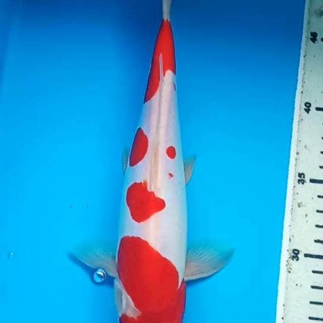 RED KOHAKU DOITSU MURNI 29Cm, JANTAN
