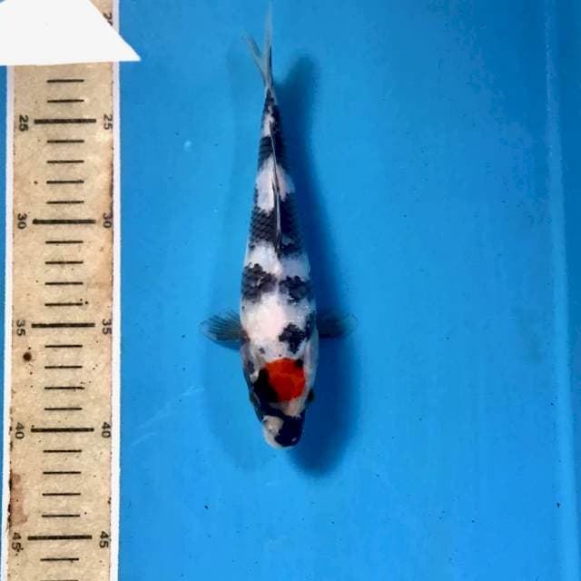 Tancho Showa, 20 cm