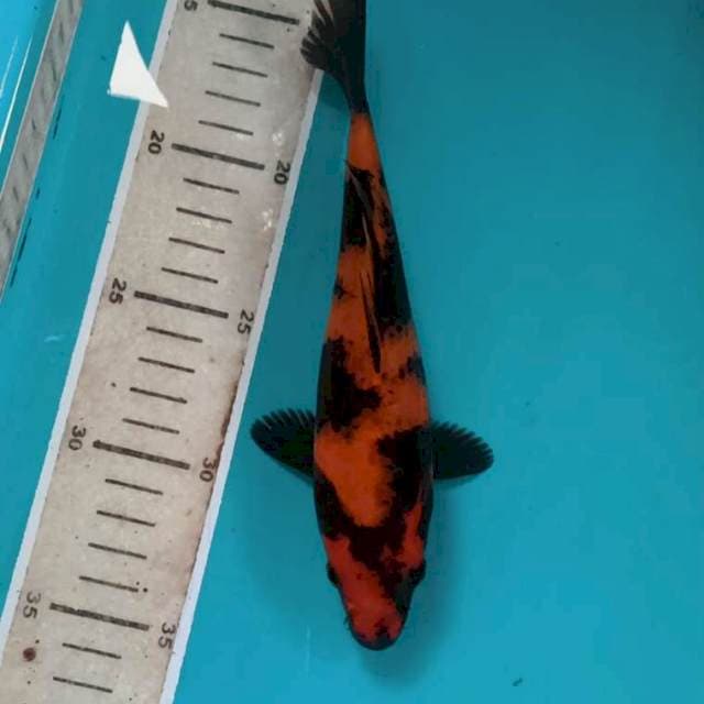 Hiu, 20 cm