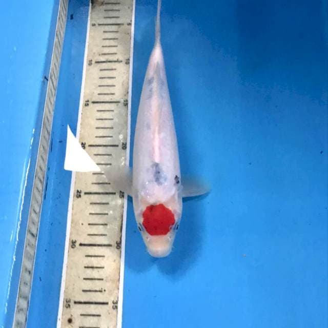 Tancho Sanke, 27 cm