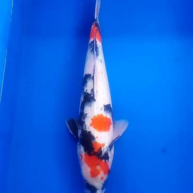 Showa