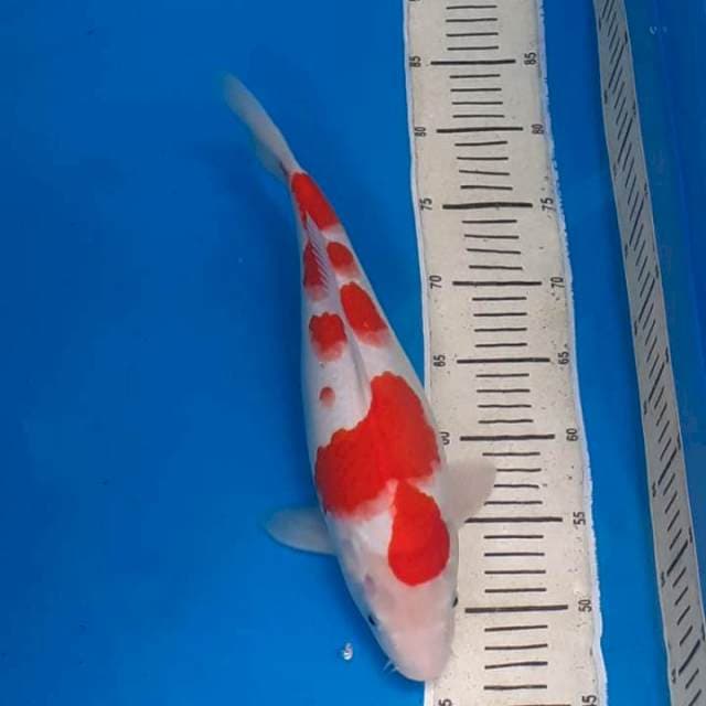 Kohaku 35 bu