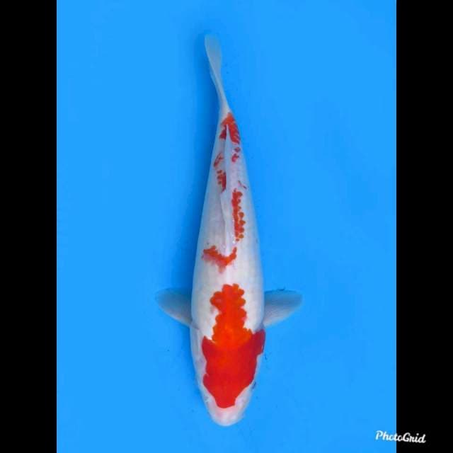 Red Kohaku , 29cm