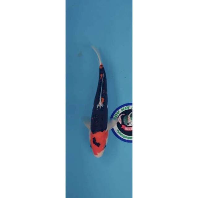 benikumon 30 cm