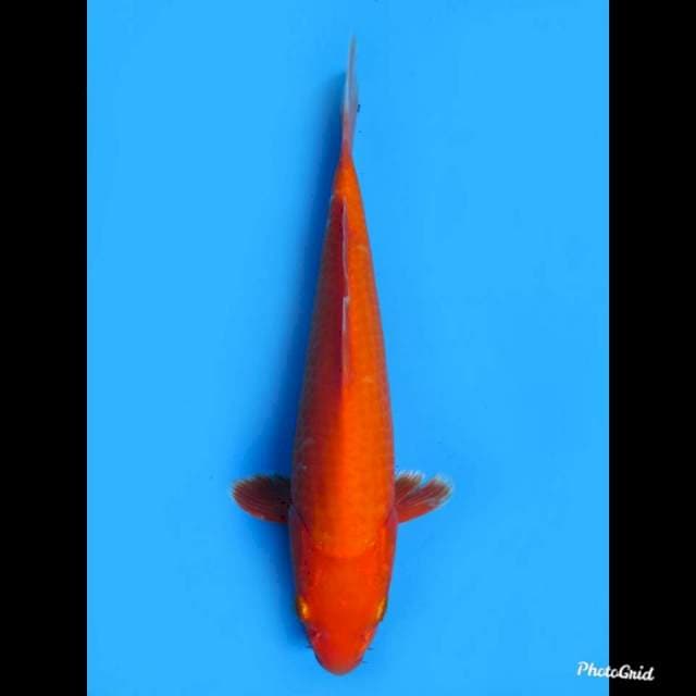 Benigoi Bersih , 27cm