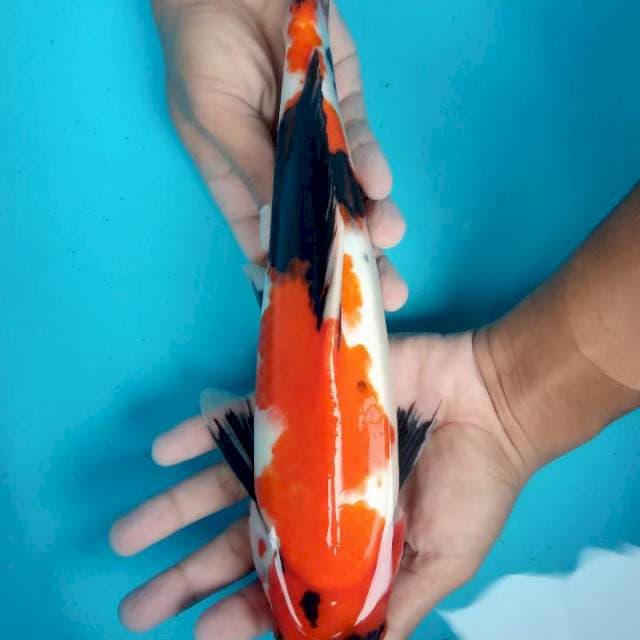 Jantan