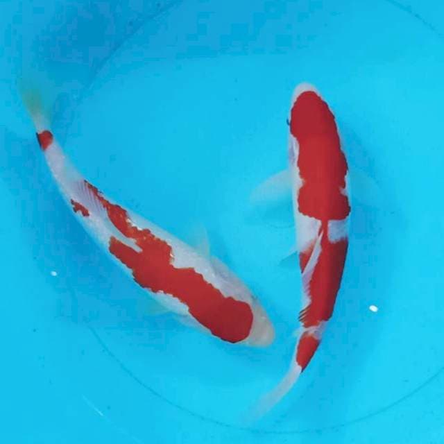 Kohaku Gindrin & Biasa