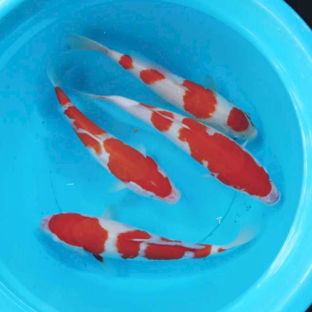 Kohaku