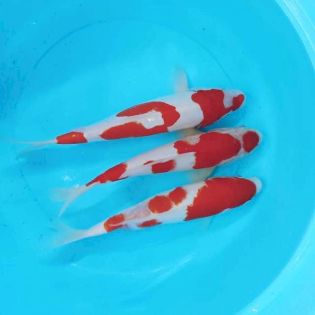 Kohaku