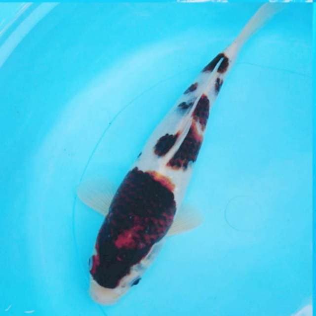 Goromo