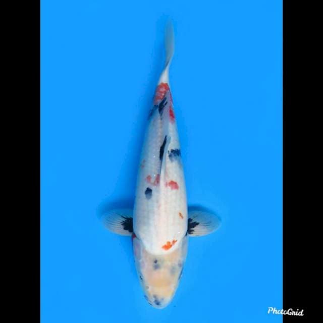 Kindai Showa Calon Jumbo , 40cm