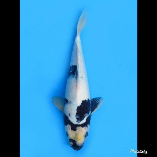 Shiro Utsuri Bulky , 28cm