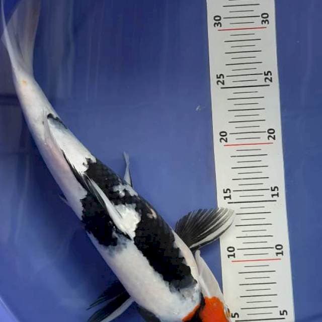 Tancho showa 37cm
