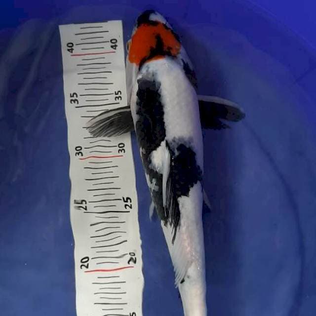Tancho showa 37cm
