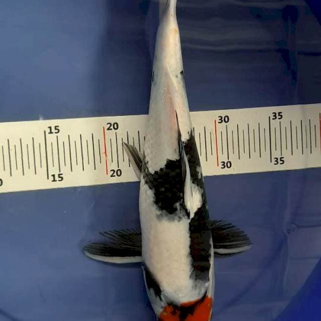 Tancho showa 37cm