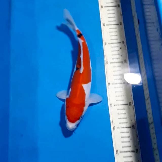 SANKE DOITSU MURNI QUALITY 28 CM