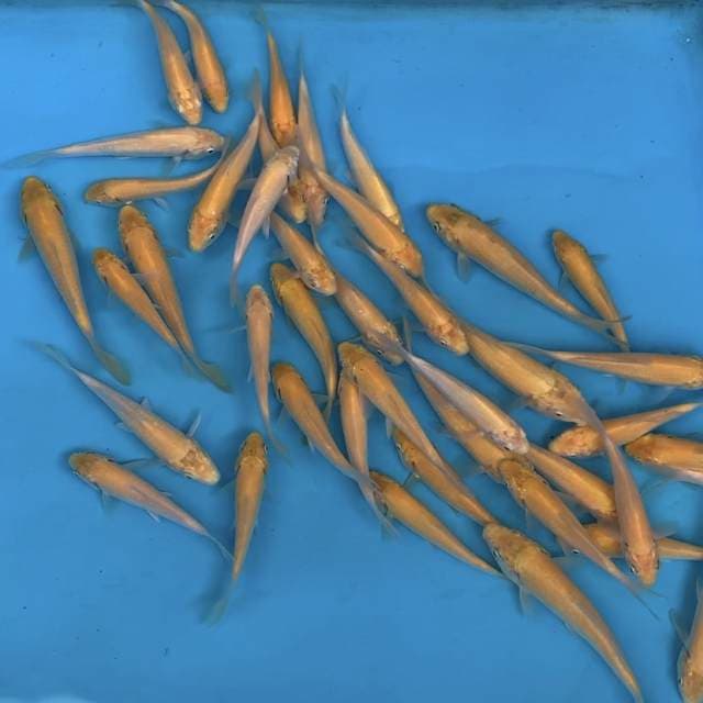 KARASHI IMPORT MARUDO