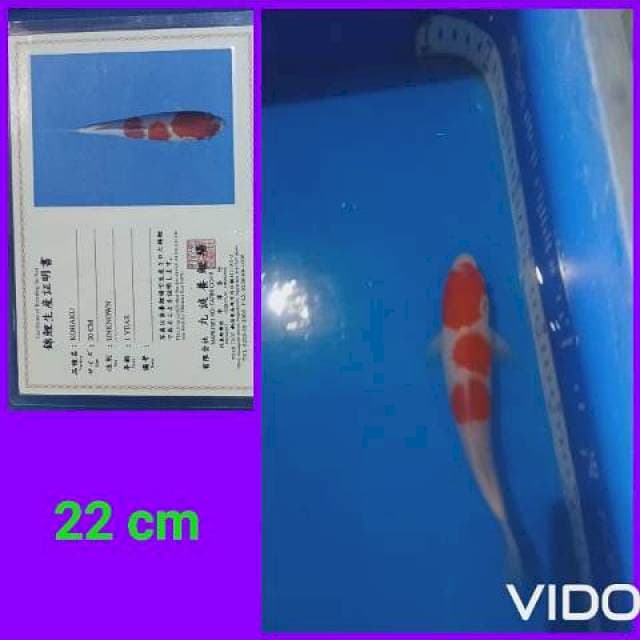 Kohaku jos 22 cm