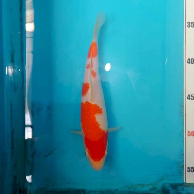 Marusei Farm - Kohaku - Tosai