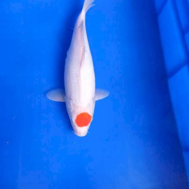 Tancho ori