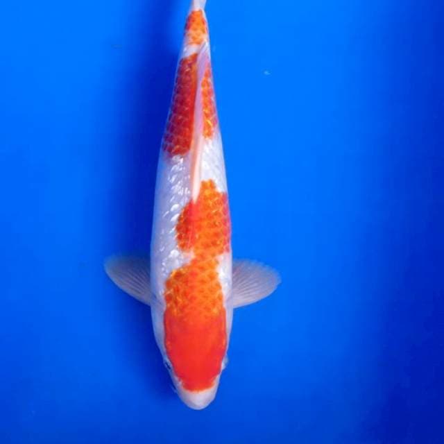 Kohaku full ginrin