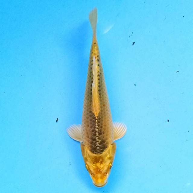 Ki Matsuba 15 cm