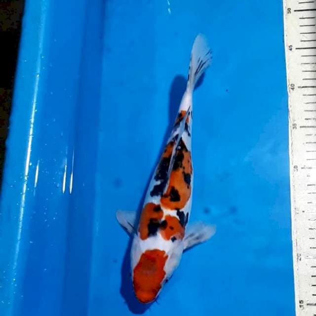 SANKE DOITSU 30 CM