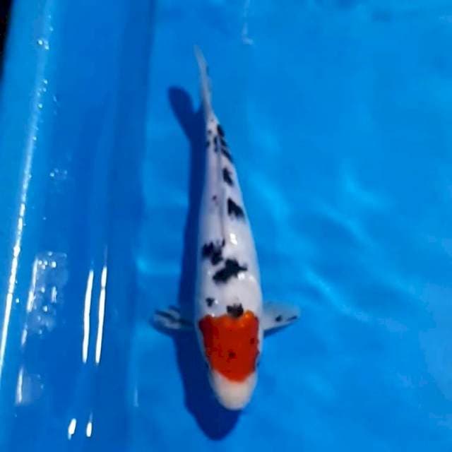 TANCHO SANKE 19 CM